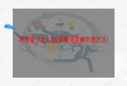 树烧苗了怎么办(草莓烧苗的补救方法)