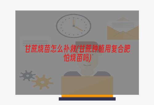 甘蔗烧苗怎么补救(甘蔗种植用复合肥怕烧苗吗)