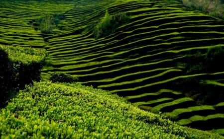 庐山云雾茶是十大名茶吗(庐山云雾茶是什么茶)