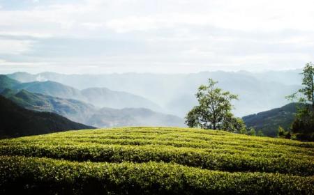 庐山云雾茶属于什么茶(云雾茶属于什么茶)