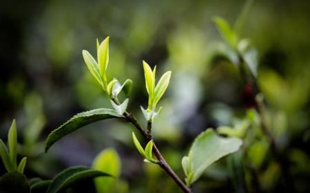 庐山云雾茶为什么越泡越红(庐山云雾茶为什么不流行)