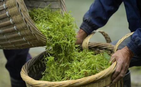 藤茶的作用与功效(莓茶多少钱一斤)