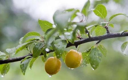 梅雨季节会持续多久