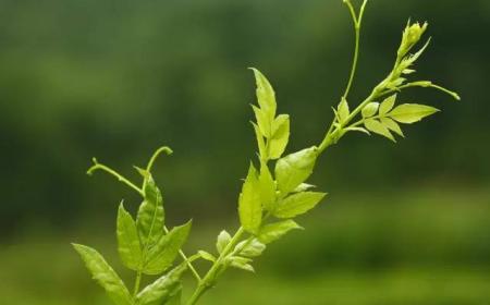 藤茶的食用方法(藤茶的几种做法)