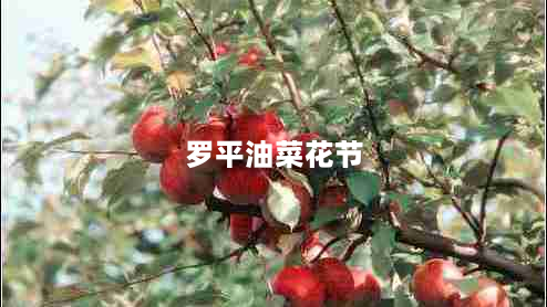 罗平油菜花节（感受春天的盛宴）