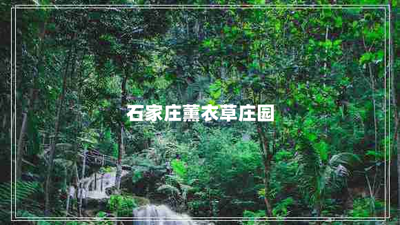 石家庄薰衣草庄园（美丽的薰衣草之旅）