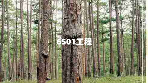 6501工程（6501工程旅游攻略）