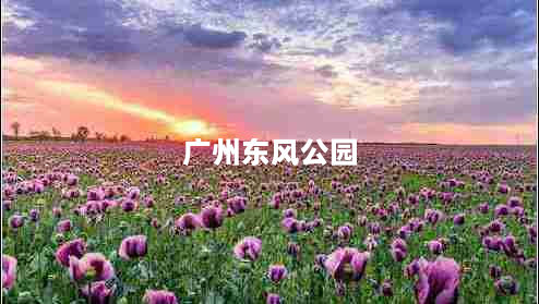 广州东风公园（广州东风公园要门票吗）