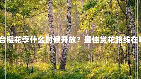 烟台樱花季什么时候开放？最佳赏花路线在哪？