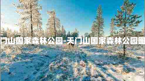 天门山国家森林公园-天门山国家森林公园图片