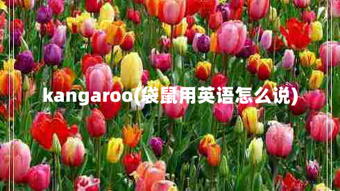 kangaroo(袋鼠用英语怎么说)