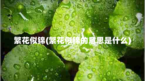 繁花似锦(繁花似锦的意思是什么)