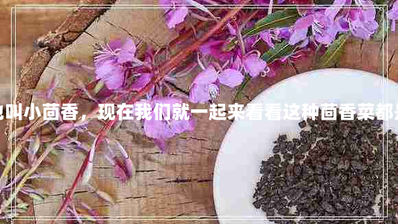 茴香菜图片(茴香菜也叫小茴香，现在我们就一起来看看这种茴香菜都是怎么做的才好吃？)