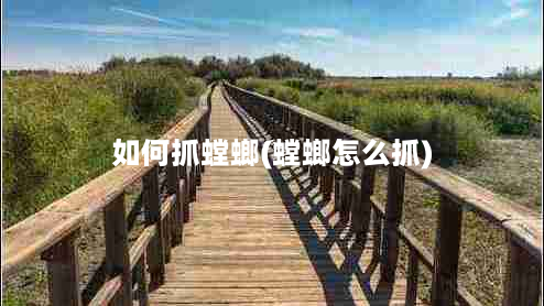 如何抓螳螂(螳螂怎么抓)