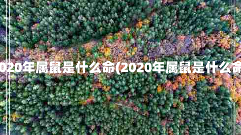 2020年属鼠是什么命(2020年属鼠是什么命)