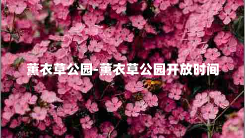 薰衣草公园-薰衣草公园开放时间