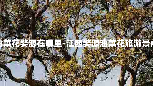 江西油菜花婺源在哪里-江西婺源油菜花旅游景点地址