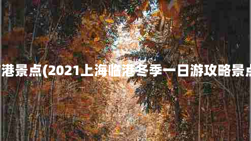 上海临港景点(2021上海临港冬季一日游攻略景点推荐)