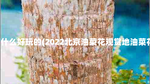 北京宽沟有什么好玩的(2022北京油菜花观赏地油菜花海在哪里)