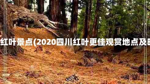 广元红叶景点(2020四川红叶更佳观赏地点及时间)