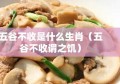 五谷不收是什么生肖（五谷不收谓之饥）