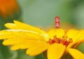 谷雨节气吃什么传统食物(古代谷雨节气吃什么传统食物)