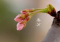 春分节气的特点(春分节气的特点视频)