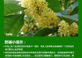 观赏桂花的作用与功效禁忌"(桂花的观赏特性是什么)