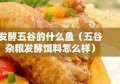 发酵五谷的什么鱼（五谷杂粮发酵饵料怎么样）