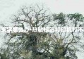 打印机打不出来字怎么办-热敏标签打印机打不出来字怎么办