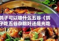 鸽子可以喂什么五谷（鸽子吃五谷杂粮好还是光吃玉米好）