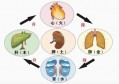 绿豆的化学功效与作用禁忌"(绿豆功效与作用及禁忌)