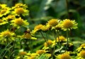 野菊花泡水的禁忌(野菊花金银花枸杞泡水喝的功效)