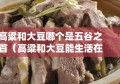 高粱和大豆哪个是五谷之首（高粱和大豆能生活在同一生态系统中吗）