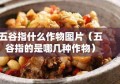 五谷指什么作物图片（五谷指的是哪几种作物）