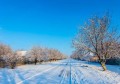 大雪节气会不会下雪