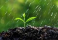 雨水节气三候(雨水节气三候及信花)