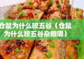 仓鼠为什么咬五谷（仓鼠为什么咬五谷杂粮呢）