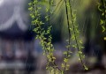 雨水节气过后暖和吗(雨水过后是什么节气)