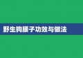 野生狗腰子功效与做法