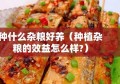 种什么杂粮好养（种植杂粮的效益怎么样?）