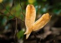 花胶螺片煲猪脚的做法(花胶与猪脚的营养区别)