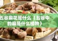 五谷麻花是什么（五谷中的麻是什么植物）