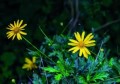 野菊花可以泡水喝吗(山上的野菊花能泡水喝吗)