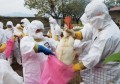 H7N9禽流感还有什么症状(2013年,h7n9型禽流感得到控制是因为)