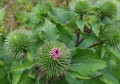 牛蒡和枸杞能一起泡水喝吗(牛蒡能不能跟枸杞一起泡水喝)