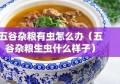 五谷杂粮有虫怎么办（五谷杂粮生虫什么样子）