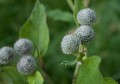 牛蒡茶怎么泡(牛蒡茶好处)