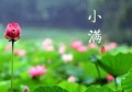 小满花卉养殖要点(满天星花卉的养殖方法)